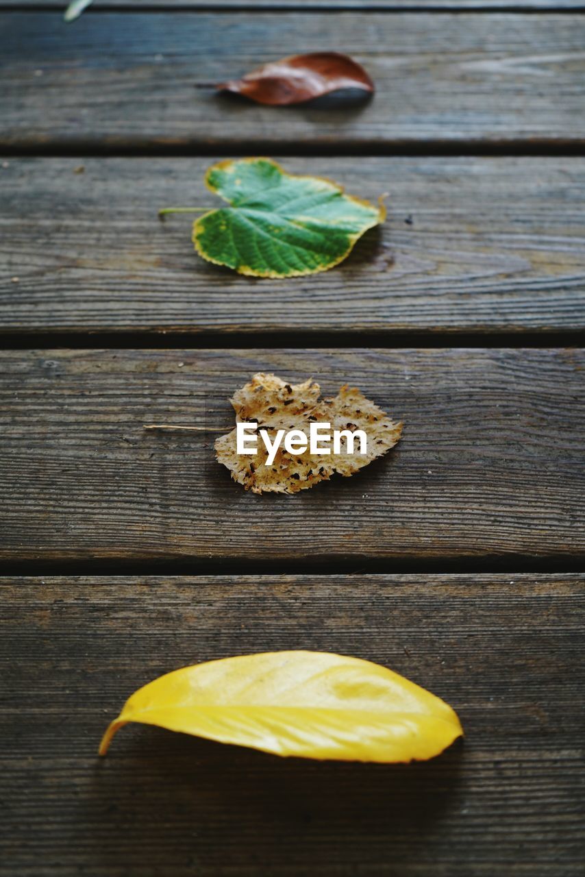 High angle view of leaves on wooden table