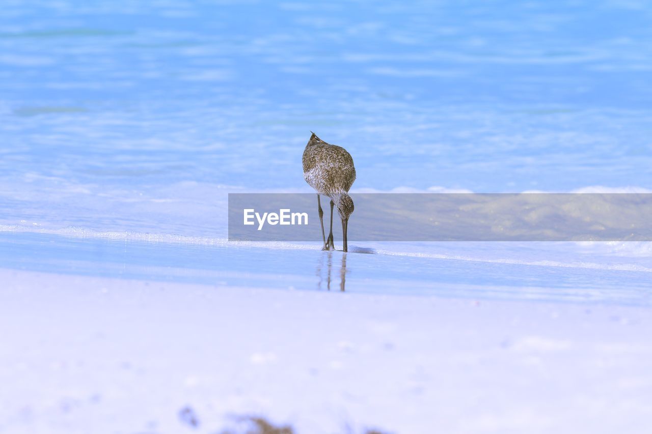 Bird standing at beach