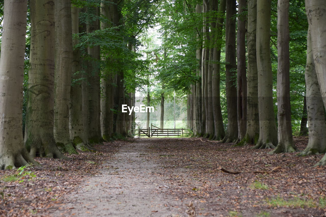 TREES GROWING IN FOREST
