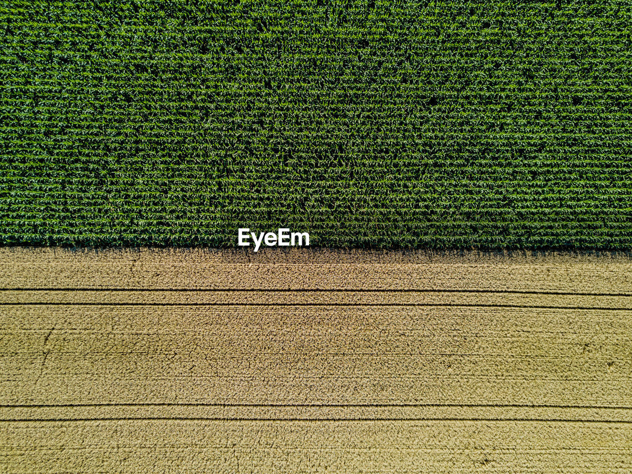View of corn field