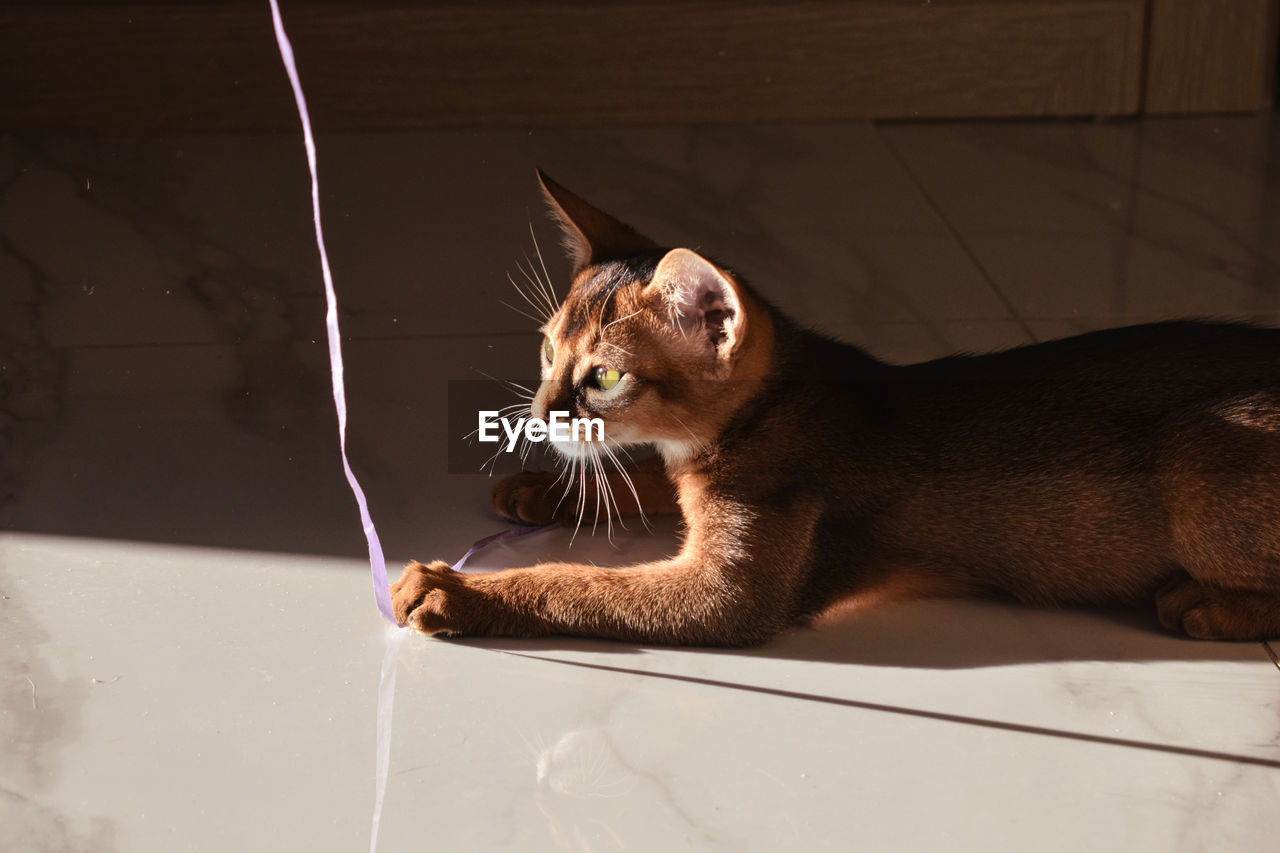 Abyssinian cat playing in the sunlight 