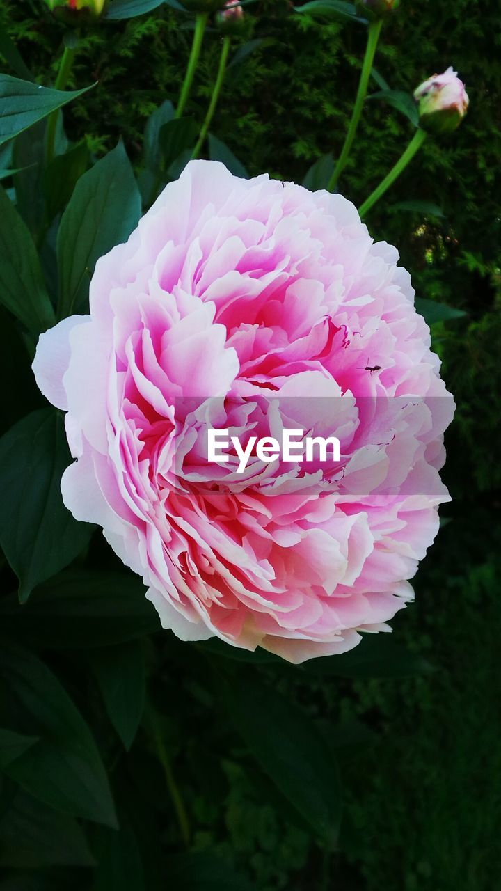 Close-up of pink flower