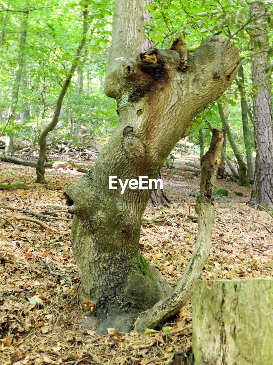 VIEW OF LIZARD ON TREE TRUNK