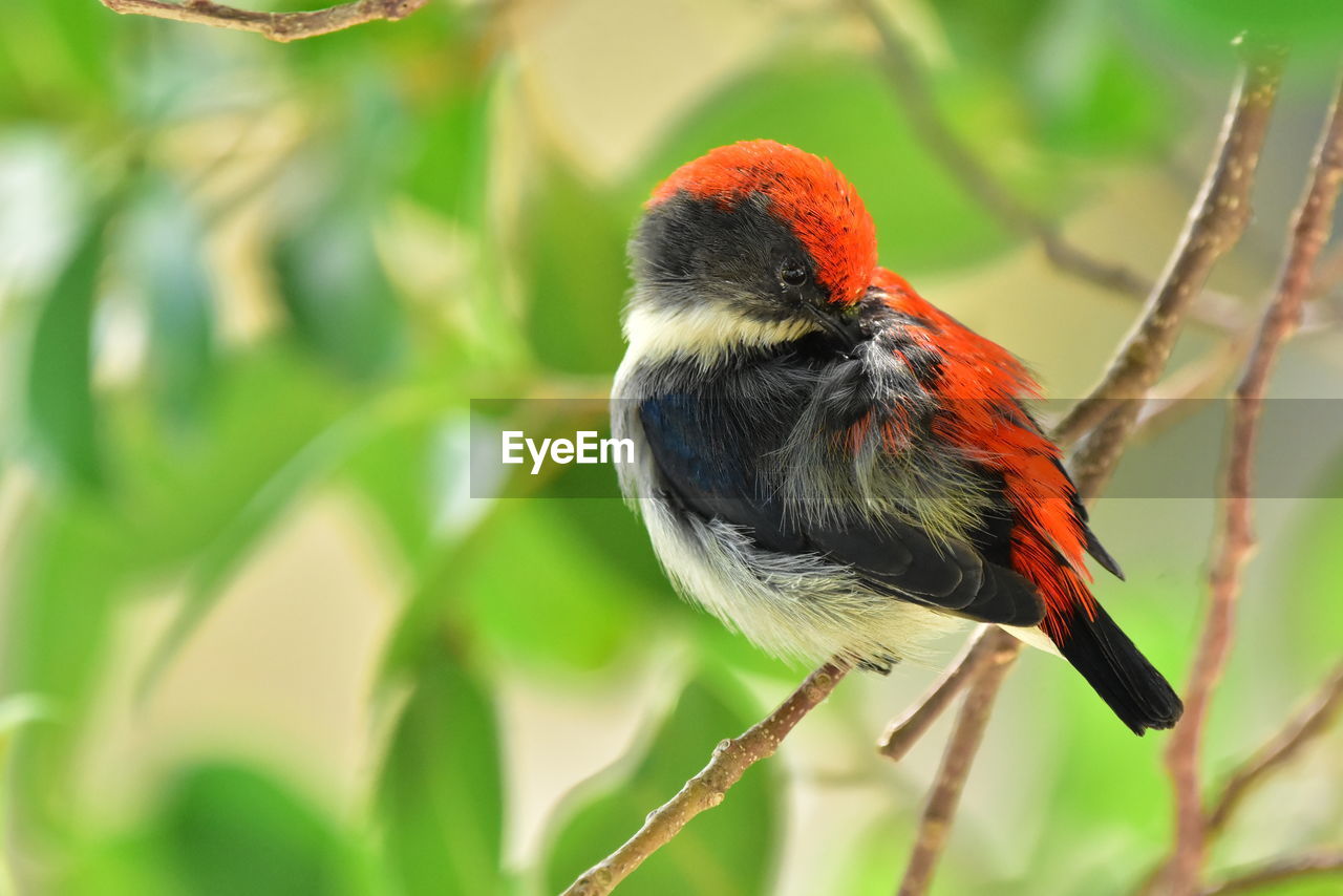 CLOSE-UP OF BIRD PERCHING ON PLANT