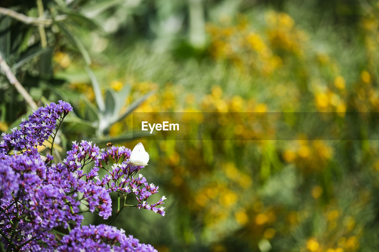 CLOSE-UP OF PURPLE FLOWERING PLANT