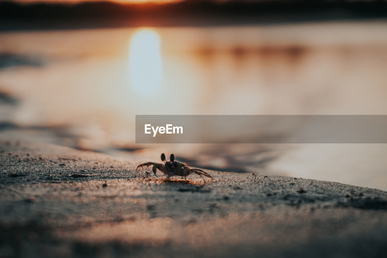 Close-up of crab on beach