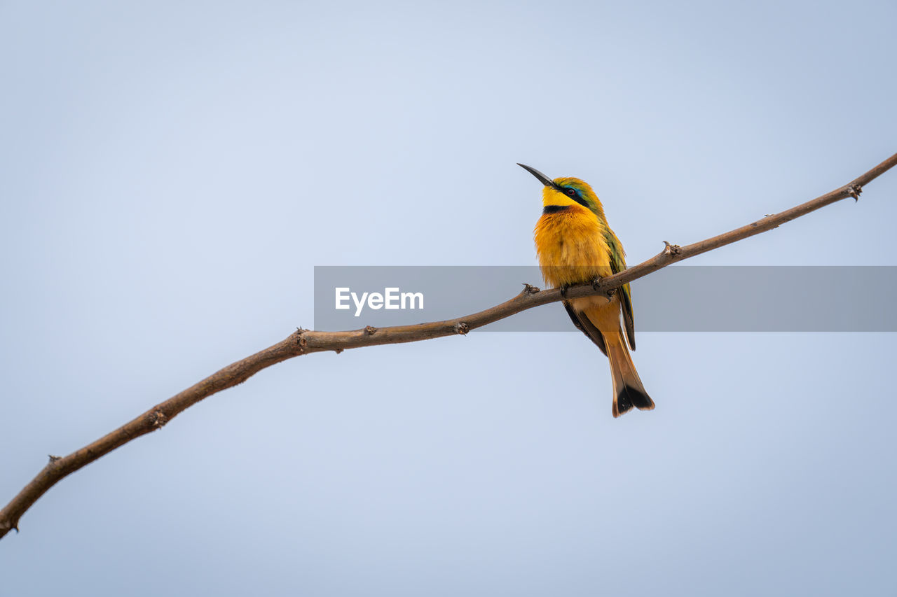 low angle view of bird perching on tree against clear sky