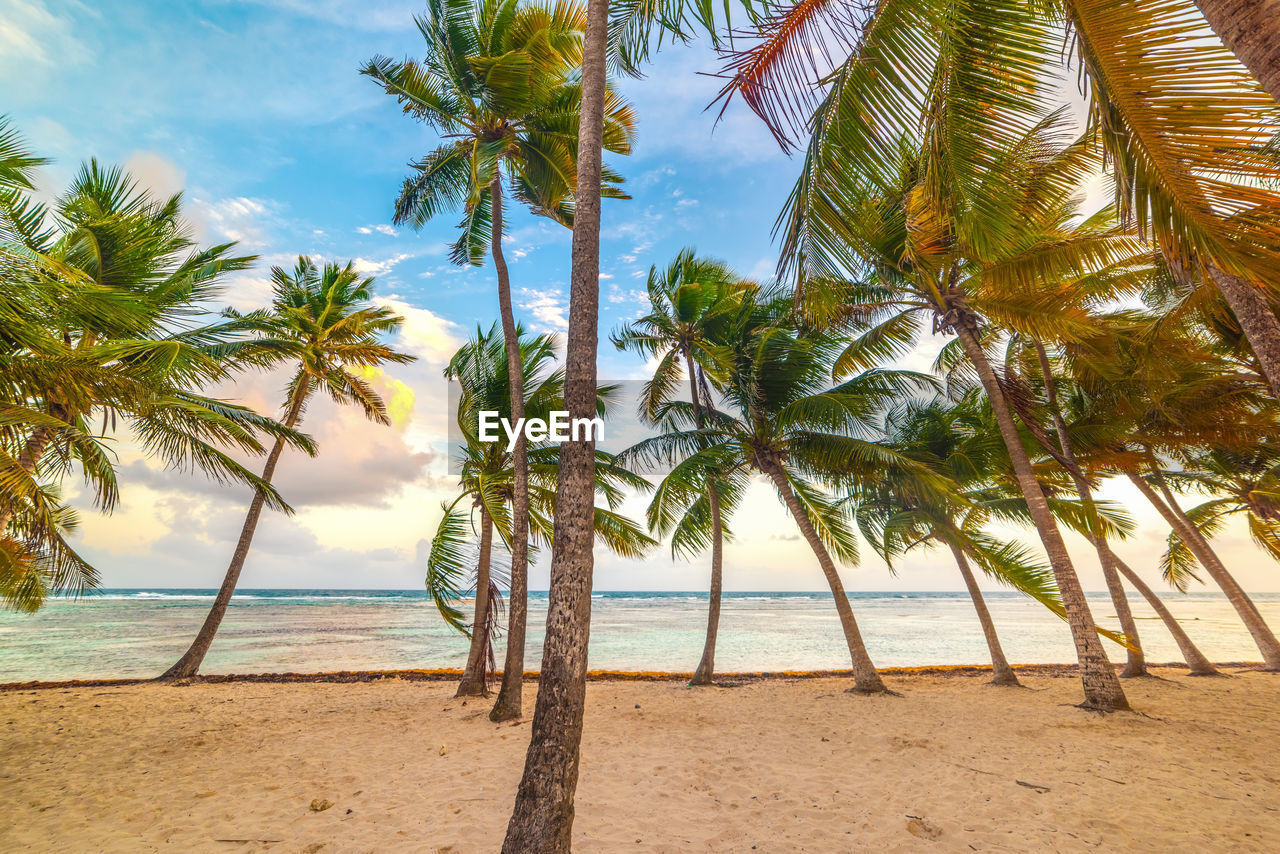 SCENIC VIEW OF PALM TREES ON BEACH AGAINST SKY