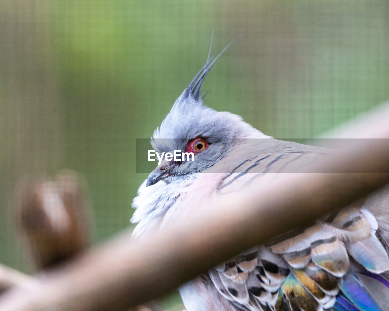 PORTRAIT OF BIRD