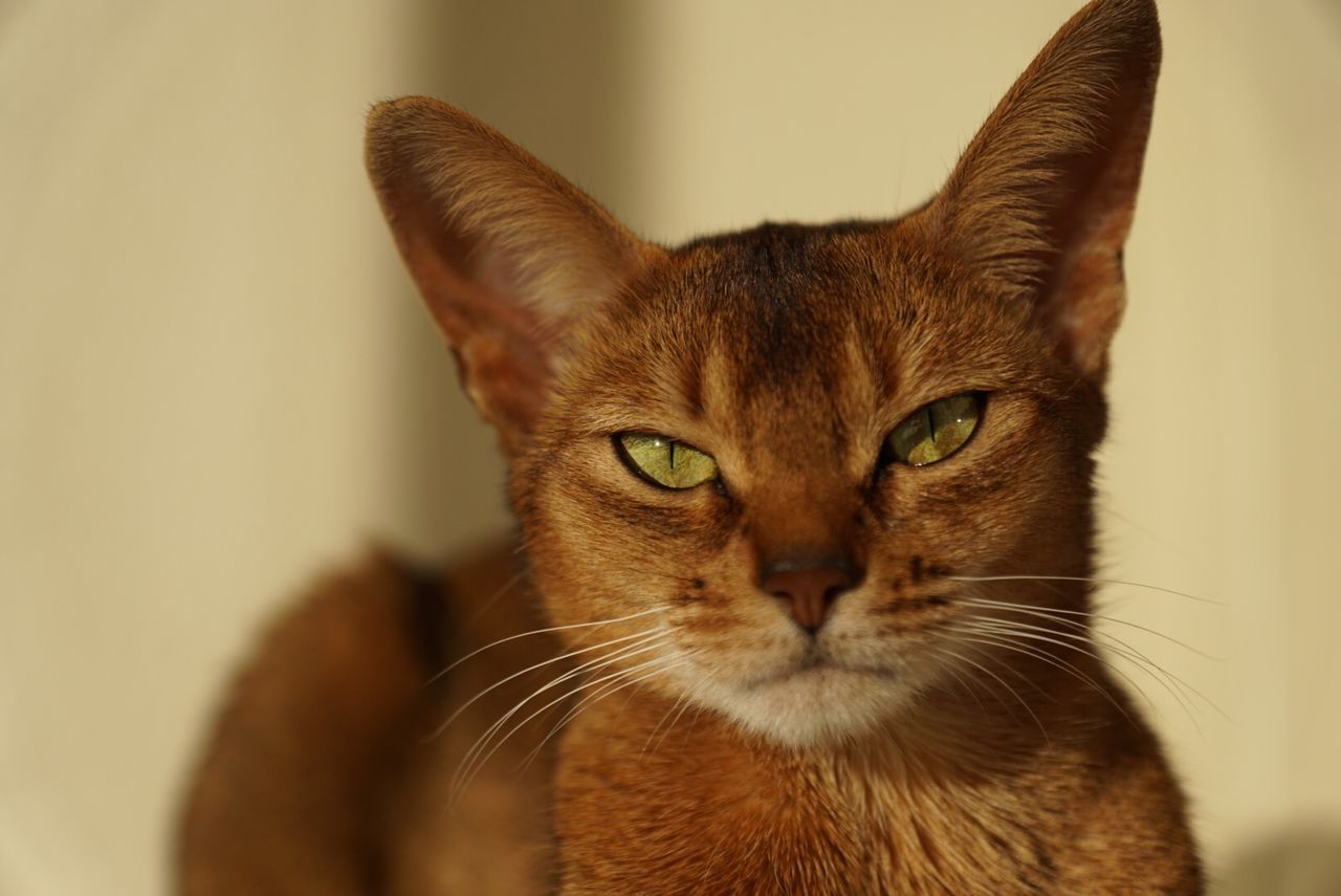 Close-up portrait of abyssinian cat at home