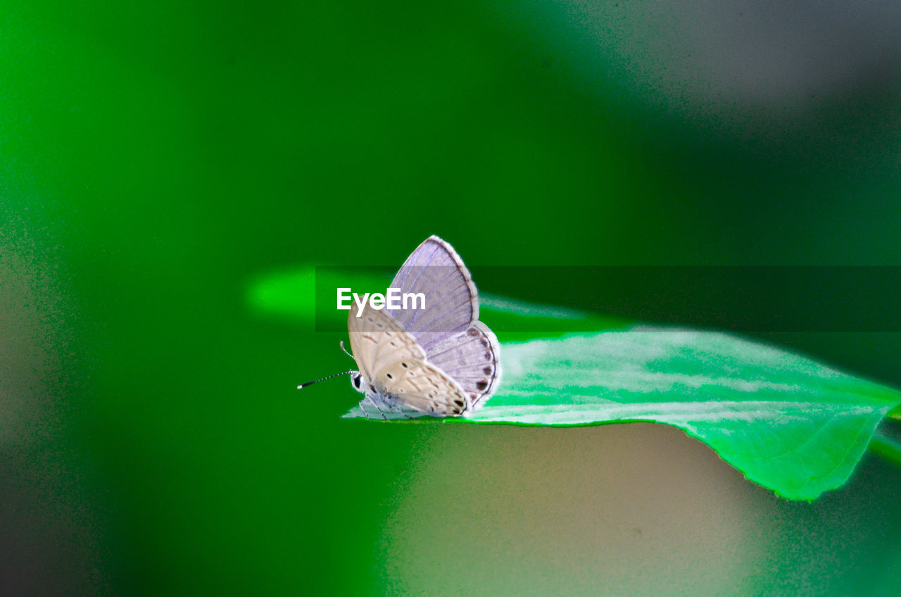 Close-up of butterfly on leaf