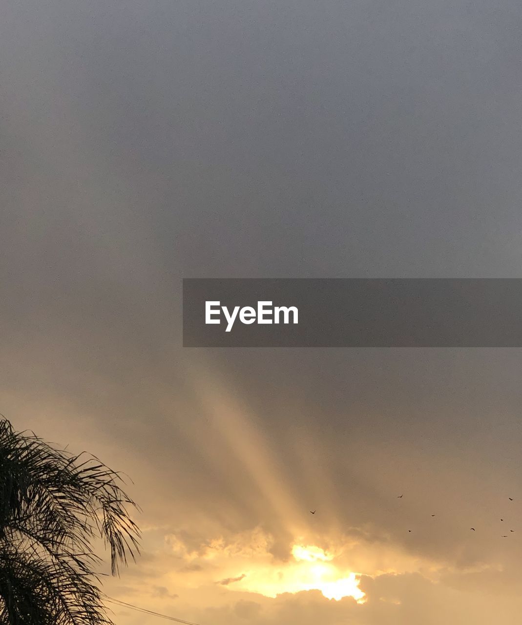 LOW ANGLE VIEW OF SILHOUETTE PALM TREES AGAINST SKY