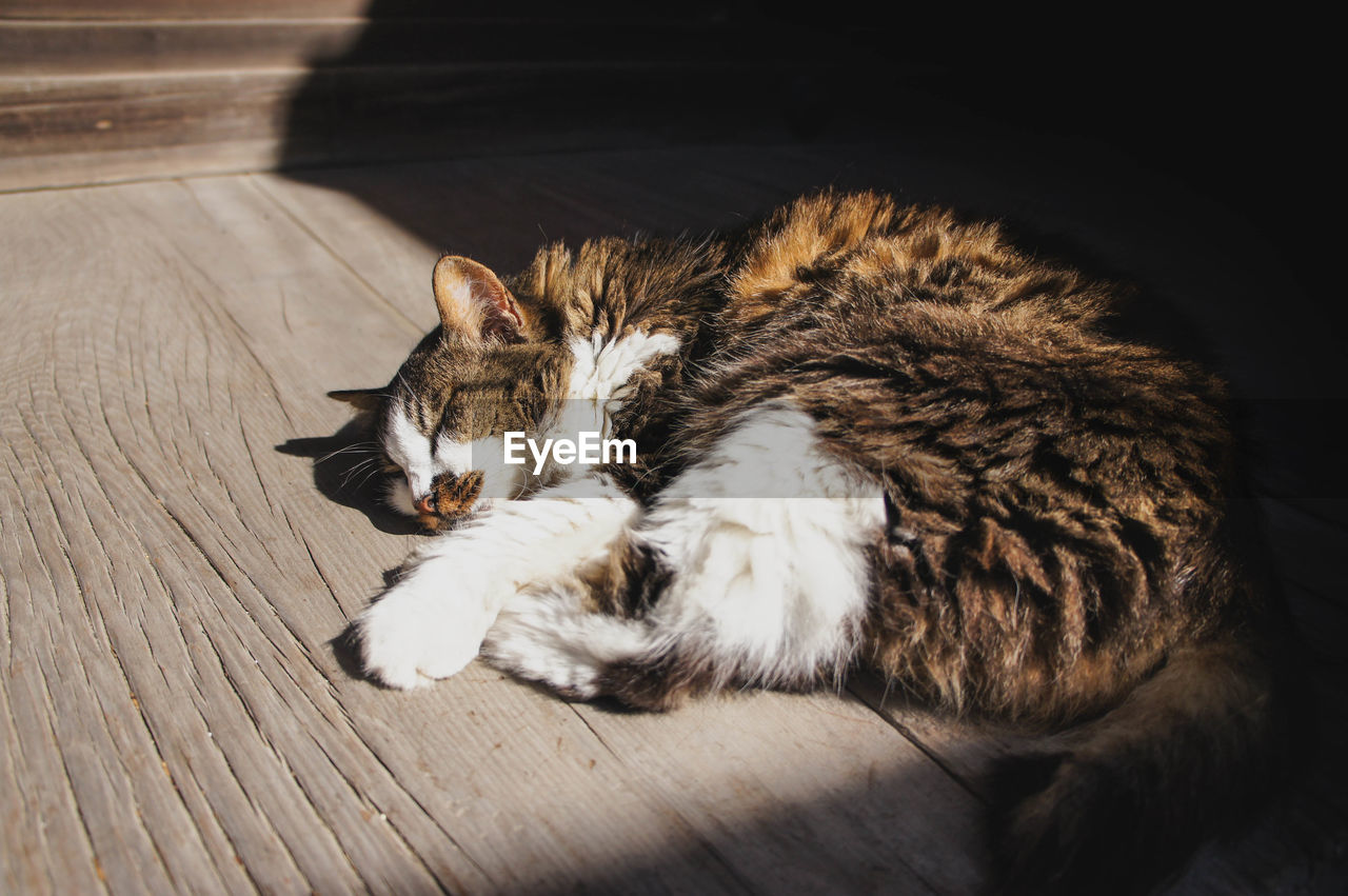 High angle view of cat resting