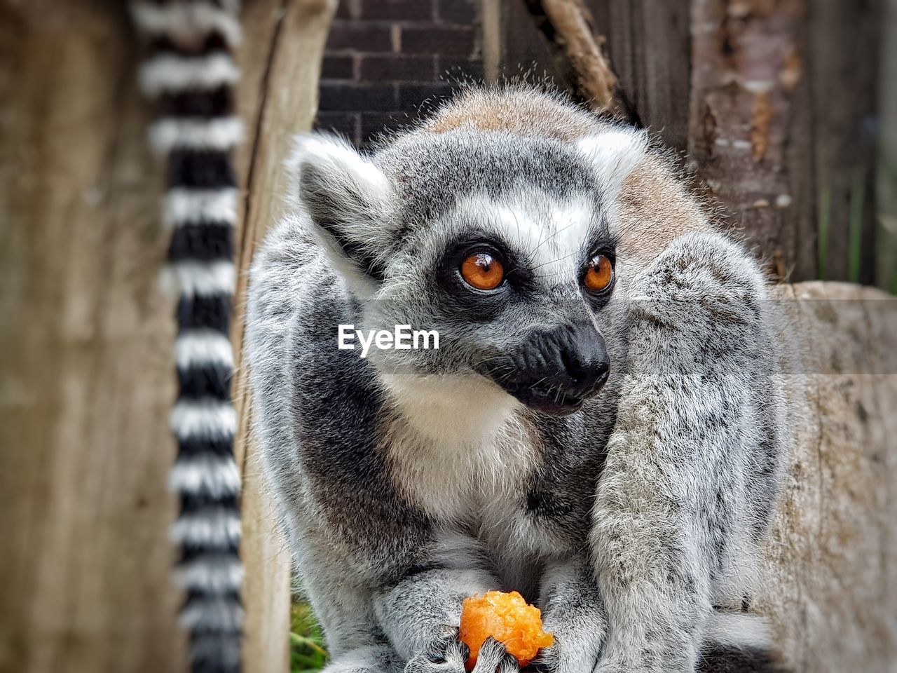 Close-up portrait of a lemur