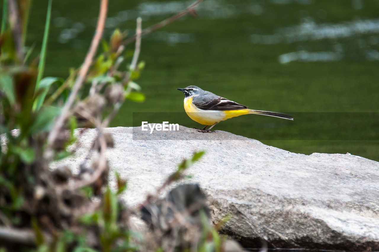 BIRD ON ROCK