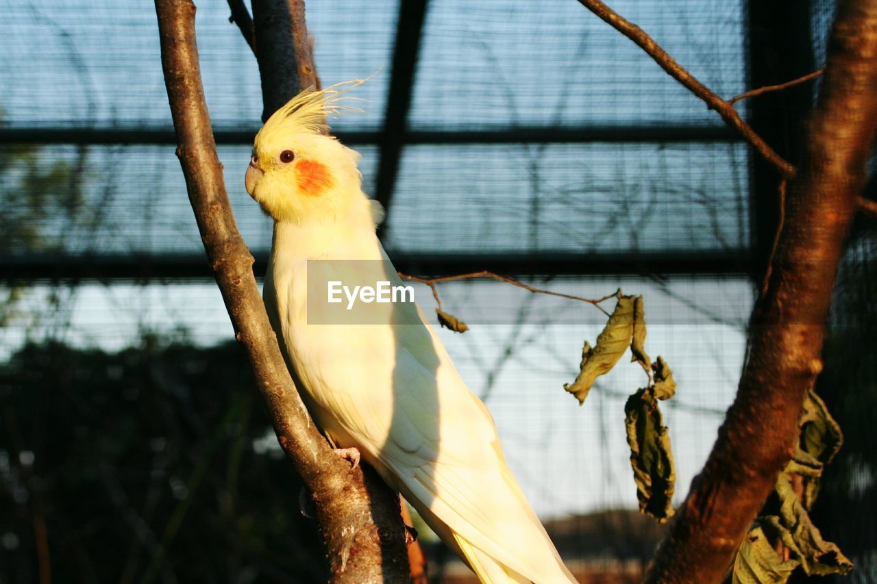 CLOSE-UP OF BIRD PERCHING IN CAGE