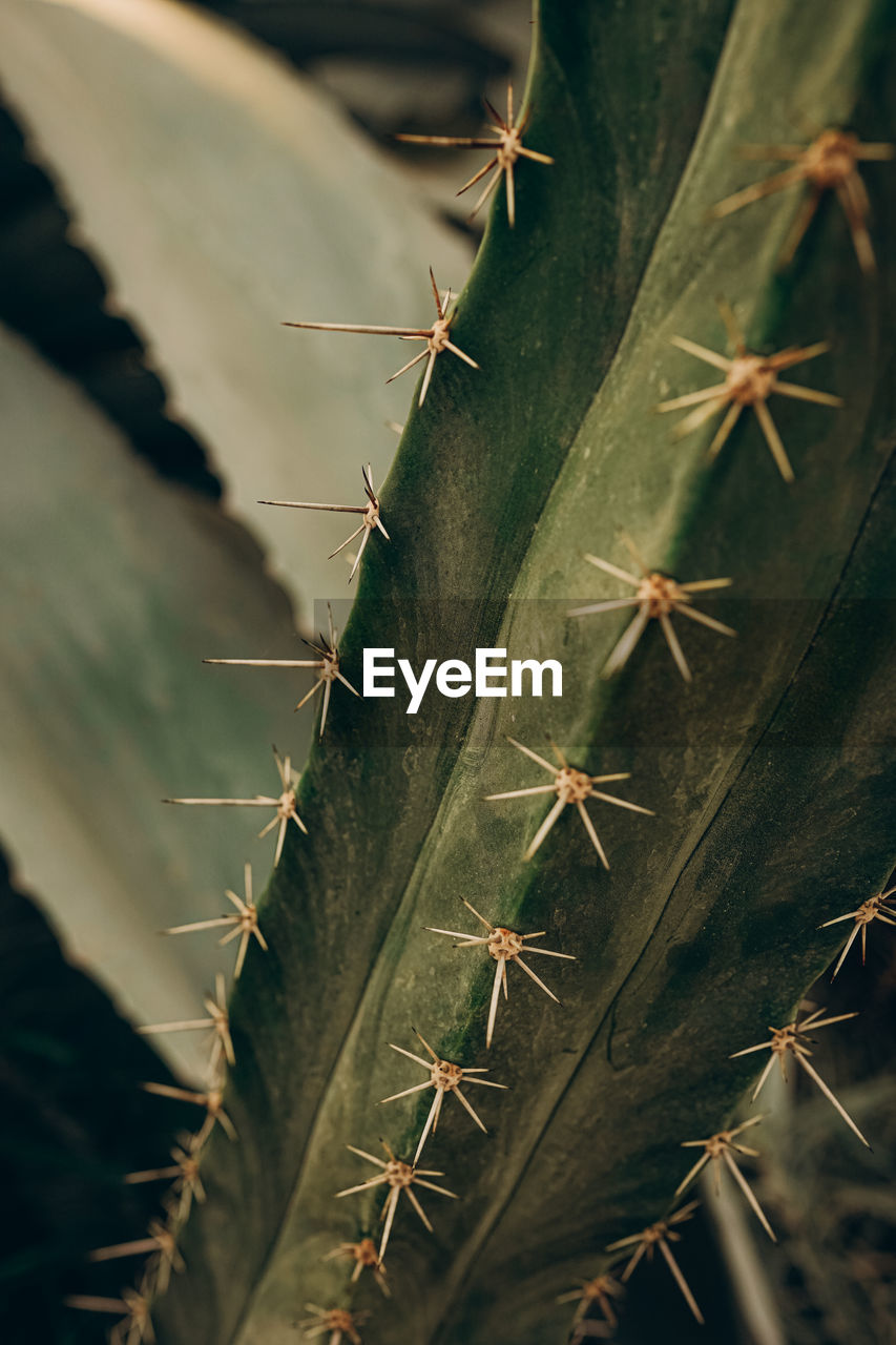 Close up of a spiky needled cactus.