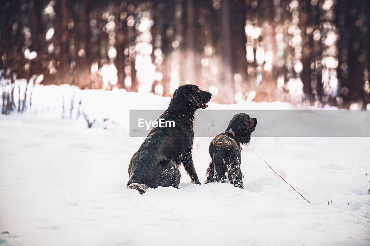 Dog on snow covered land