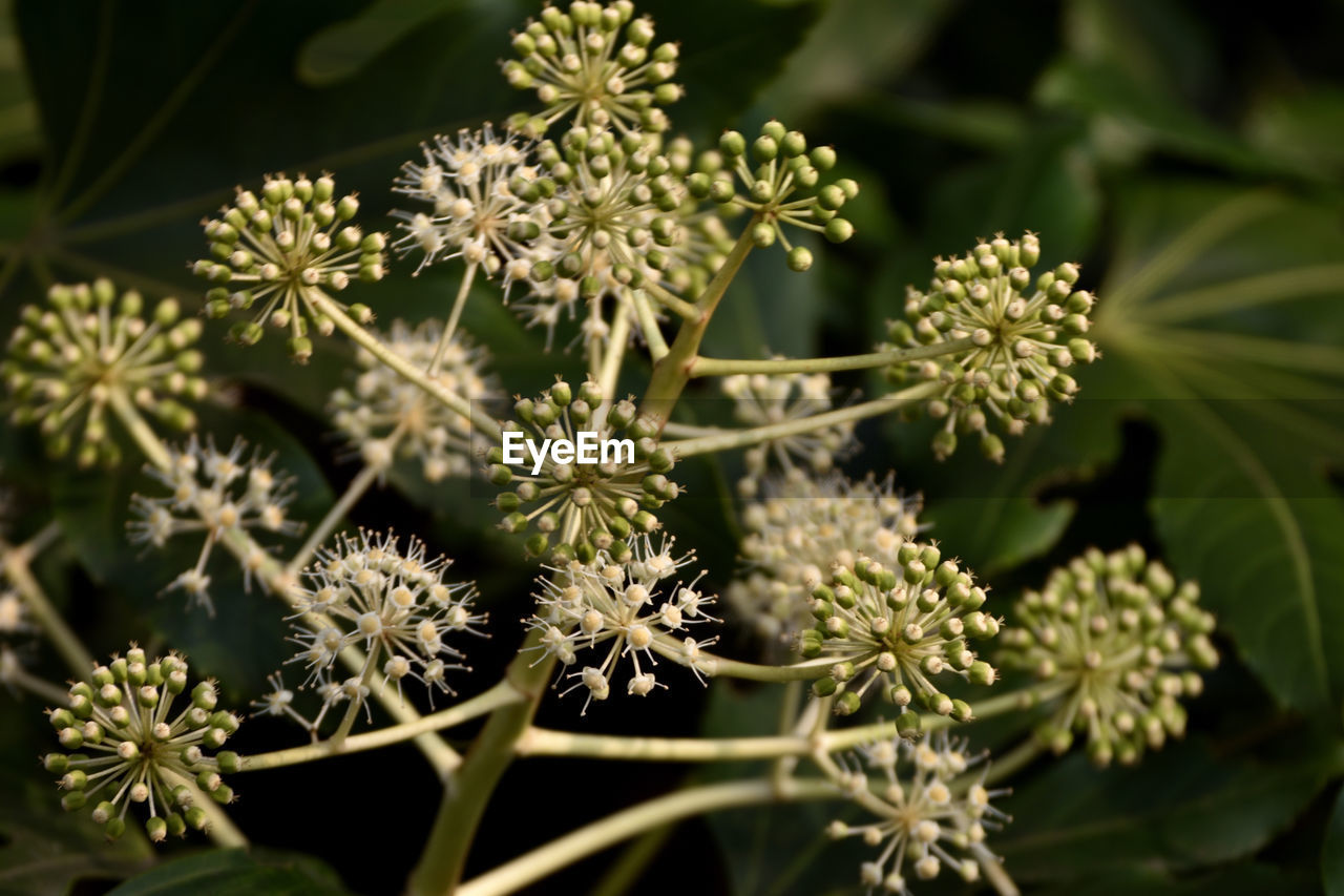 Close-up of white flowering plant