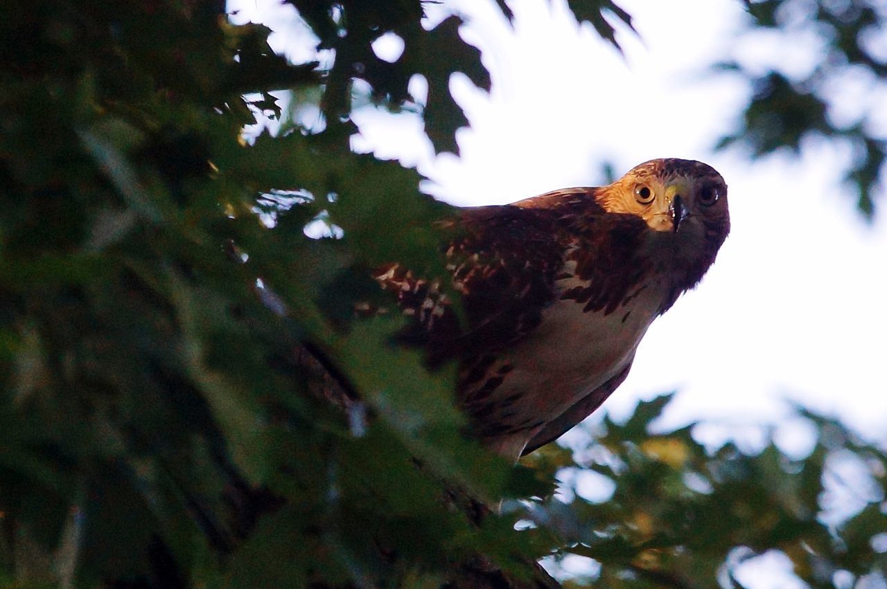 Low angle view of cooper hawk perching on tree