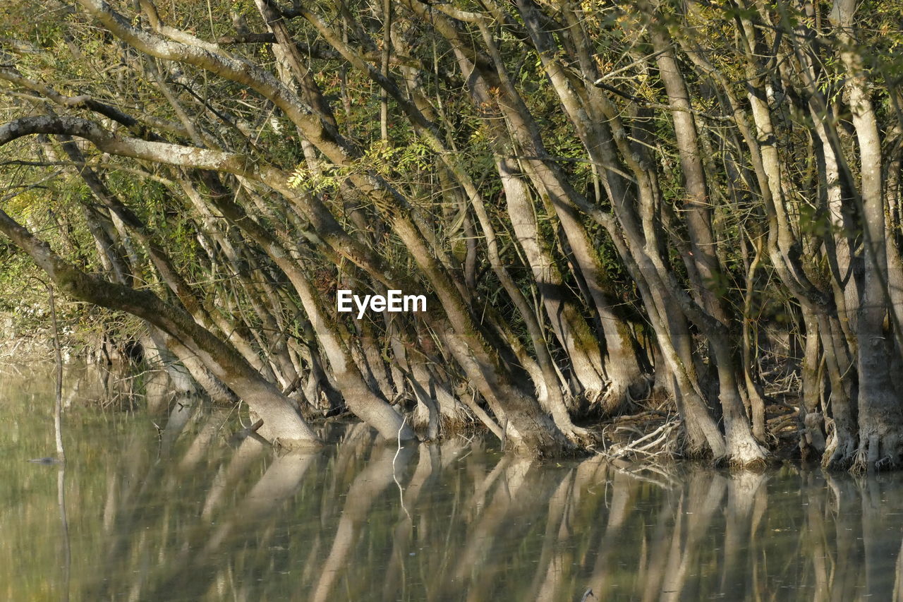 CLOSE-UP OF A REPTILE IN SEA