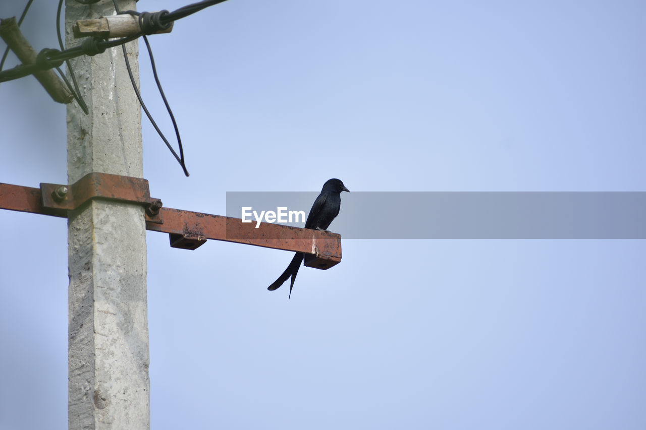 Low angle view of bird perching on wood against sky