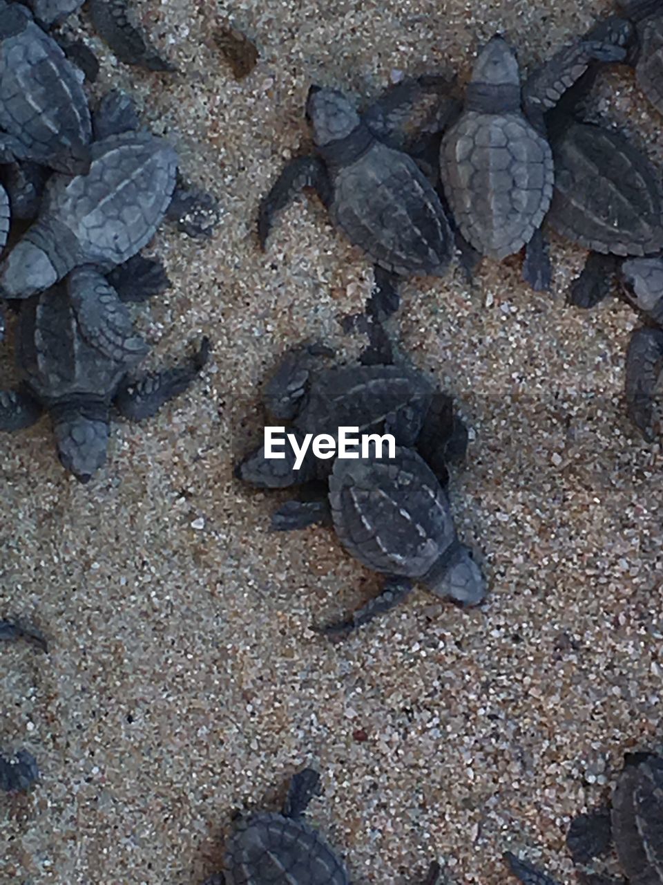 CLOSE-UP OF CRAB ON SAND