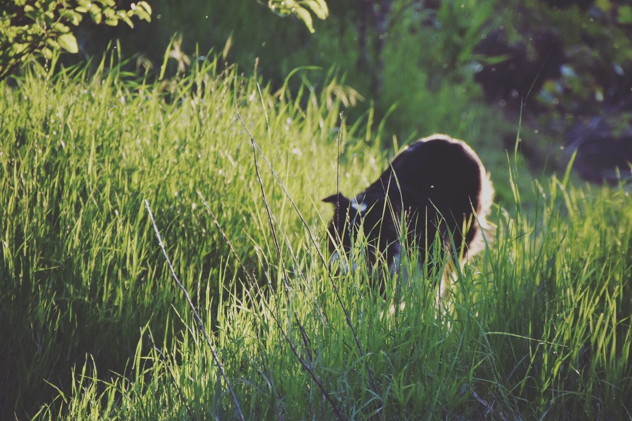 Border collie walking on grassy field