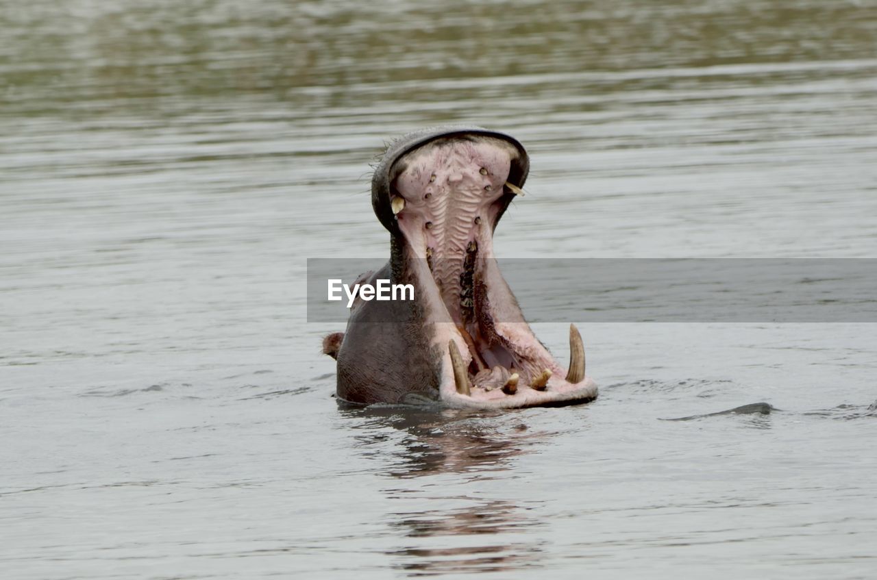 animal themes, animal, hippopotamus, animal wildlife, wildlife, water, one animal, safari, mammal, animal body part, no people, tourism, travel destinations, nature, mouth open, outdoors, sign, travel, swimming, animal teeth, warning sign, animal head, day, portrait