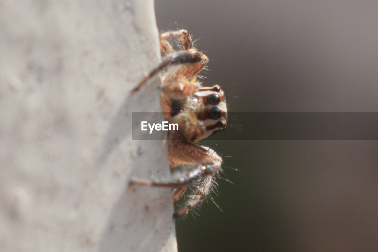 CLOSE-UP OF INSECTS