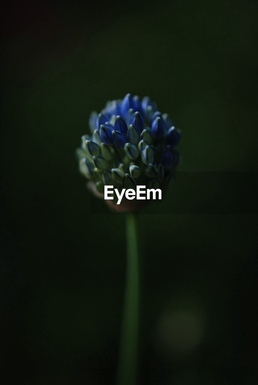 Close-up of flower buds growing outdoors