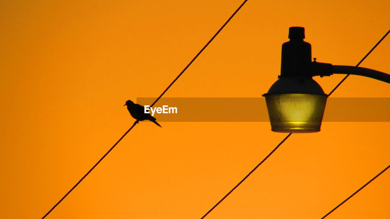 Low angle view of bird perching on cable against clear sky