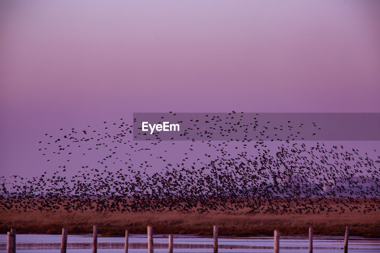 Flock of birds flying over land against sky during sunset