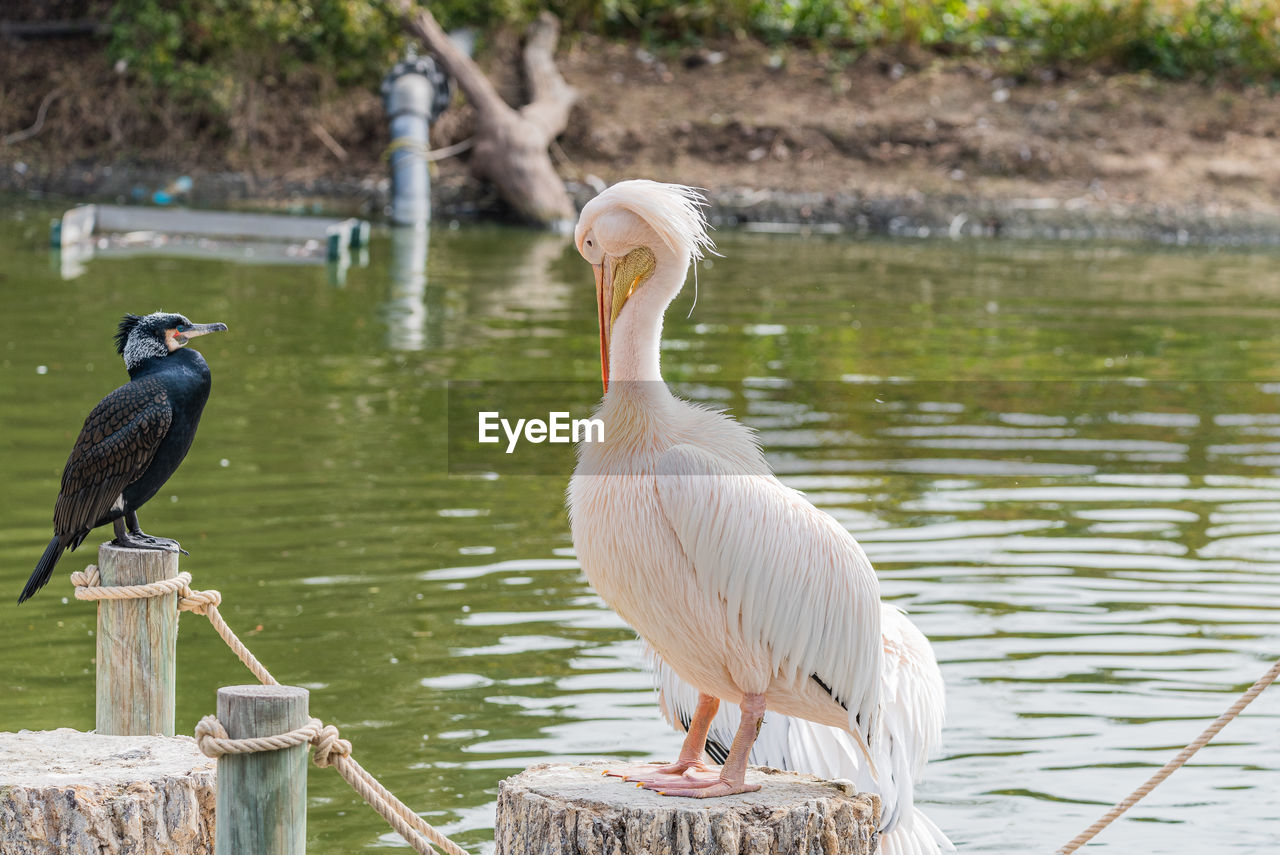 close-up of bird in lake