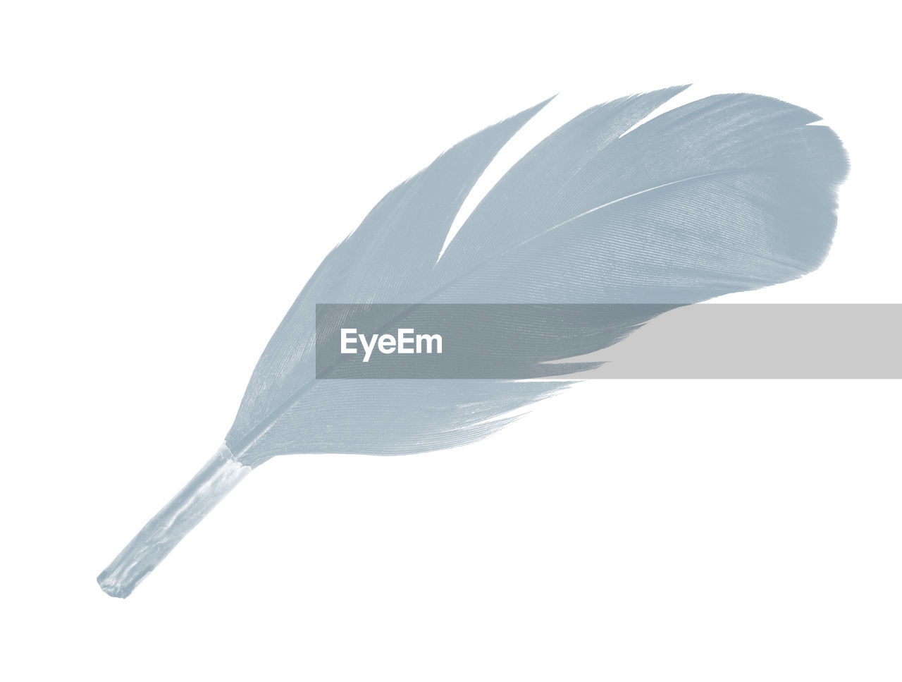 Close-up of feather against white background