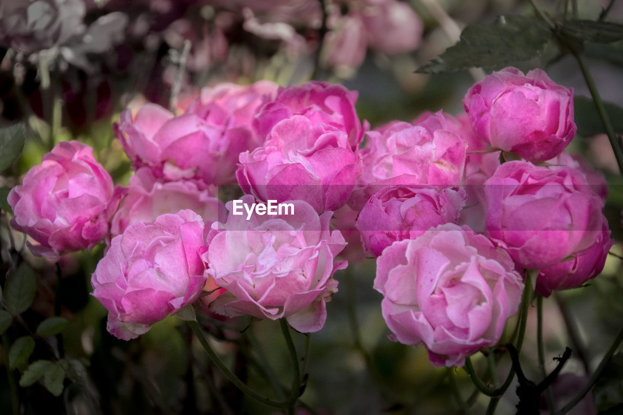 Close-up of pink  wild rose flowers