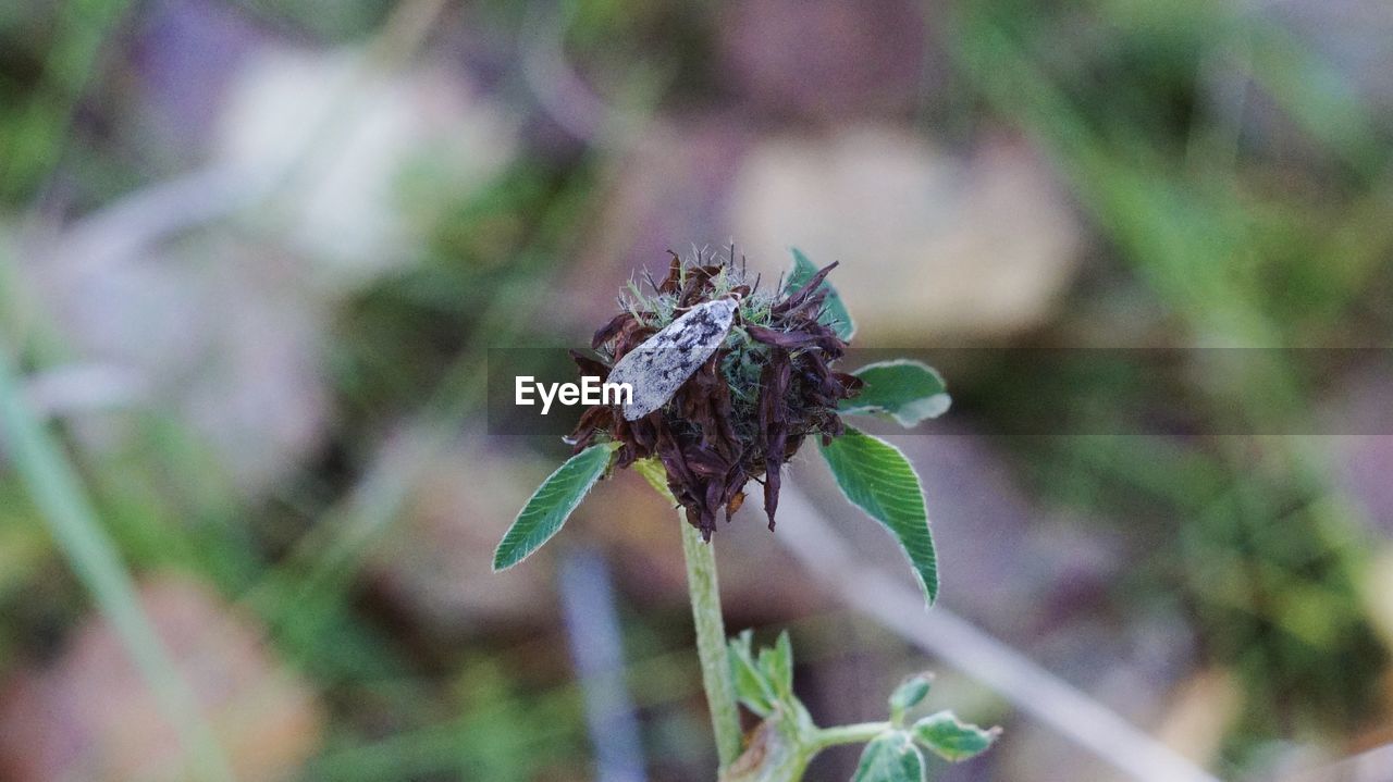 CLOSE-UP OF INSECT ON PLANT
