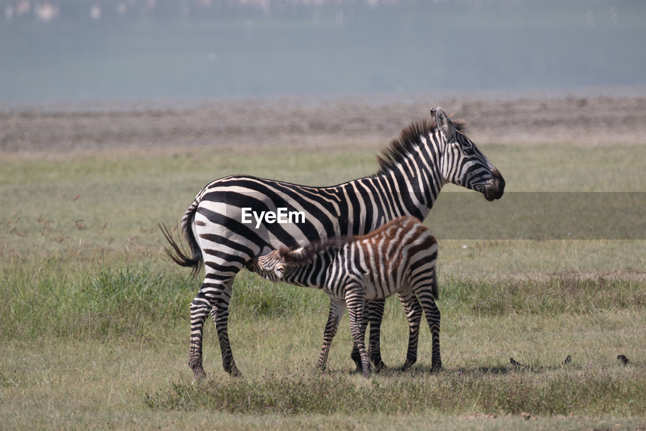 Zebras against blue water