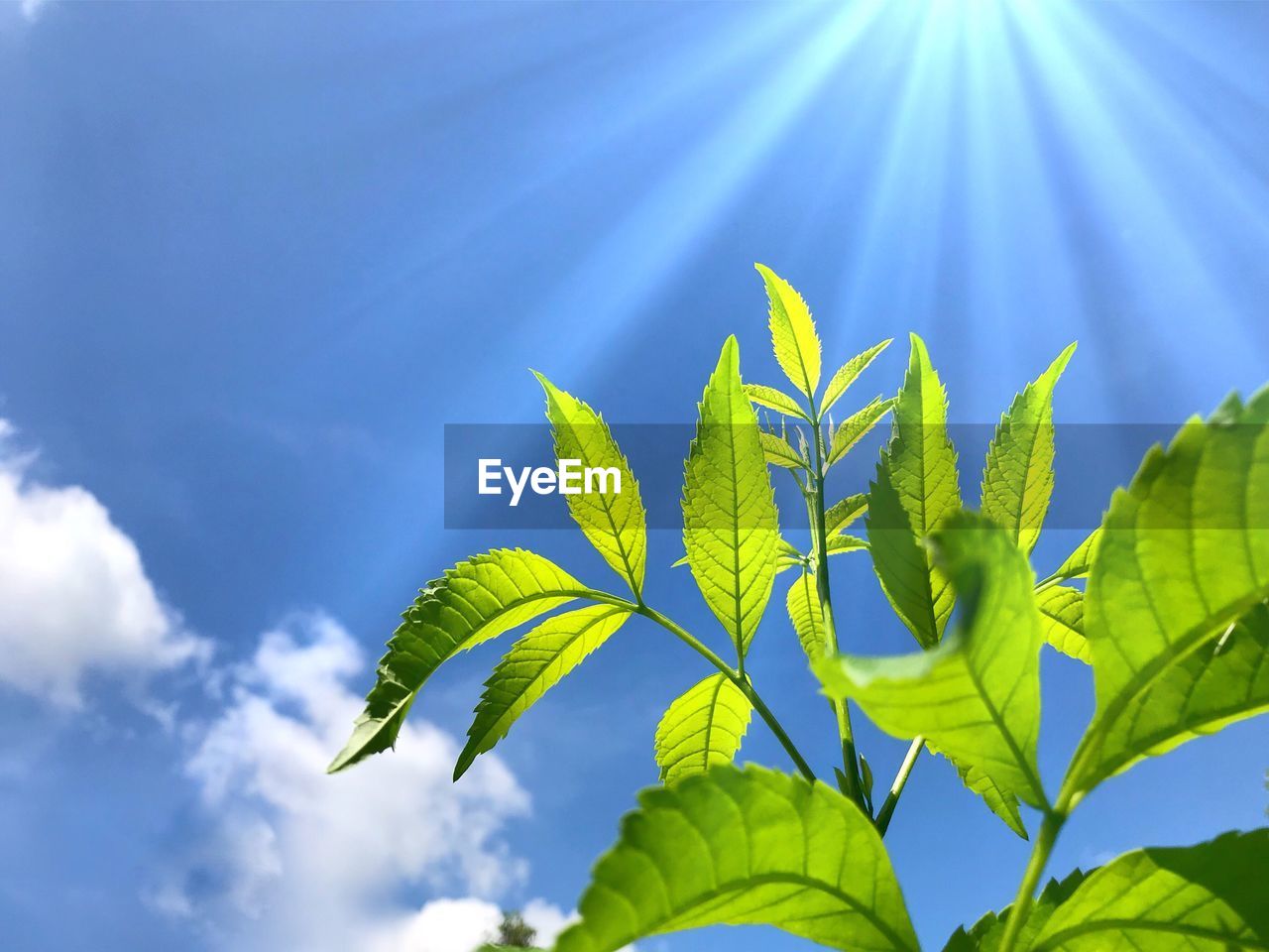 Low angle view of sunlight streaming through plant