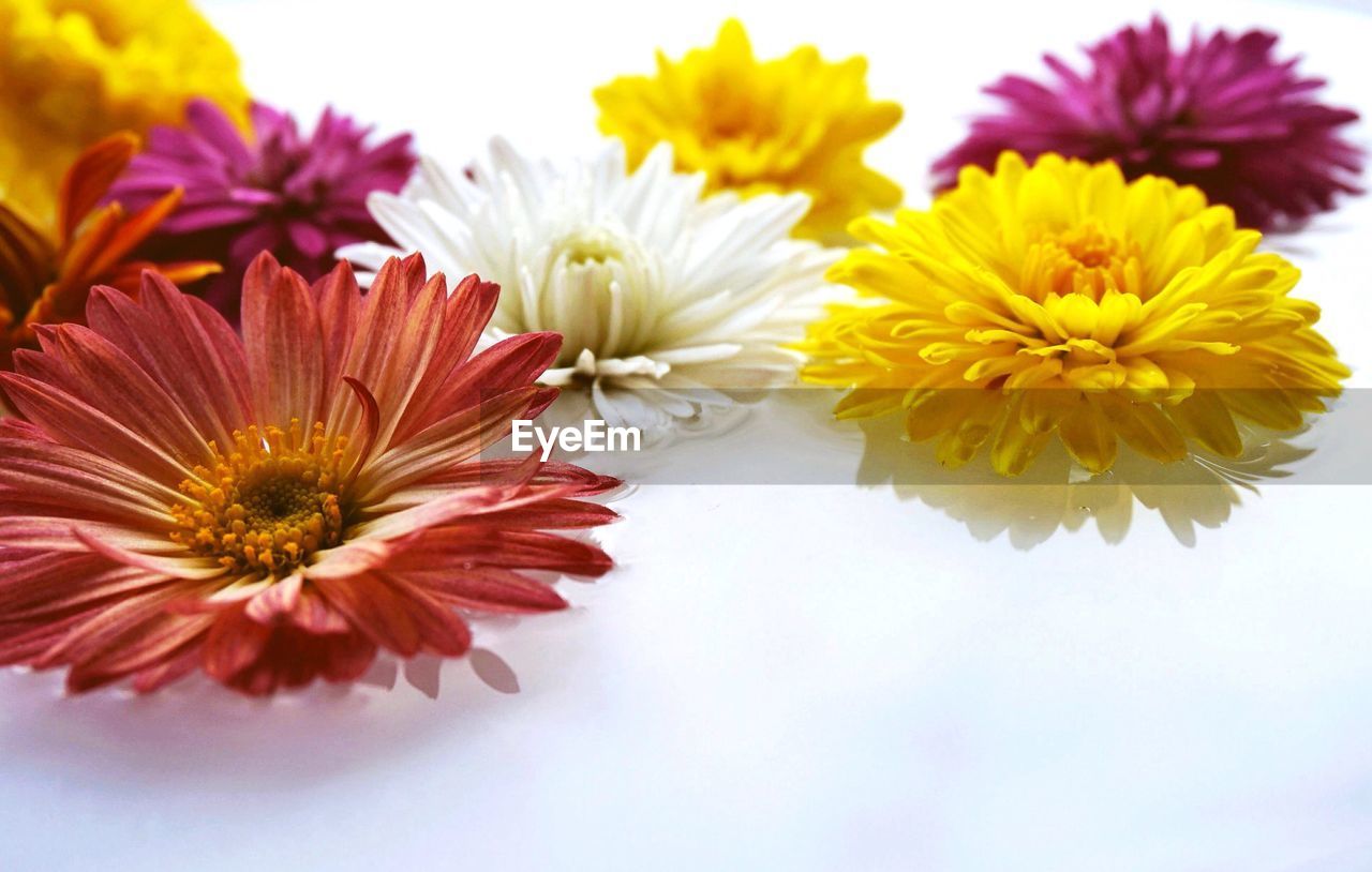 Close-up of yellow flowers