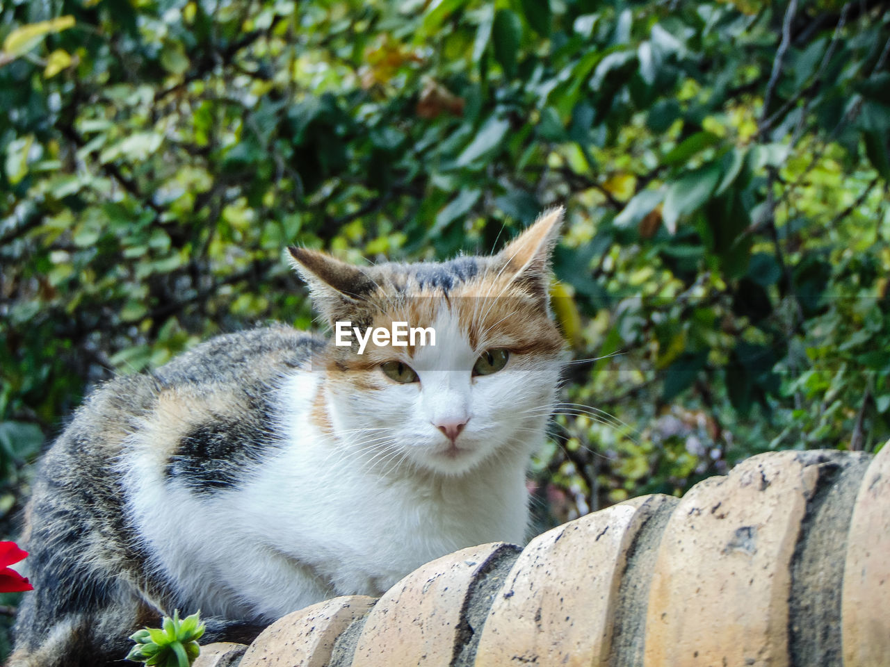 Close-up of cat sitting on a tree