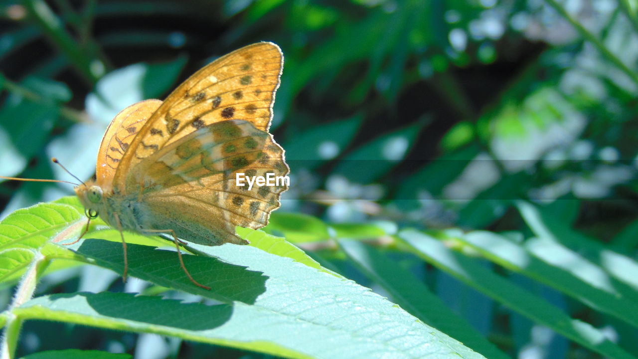 CLOSE-UP OF BUTTERFLY