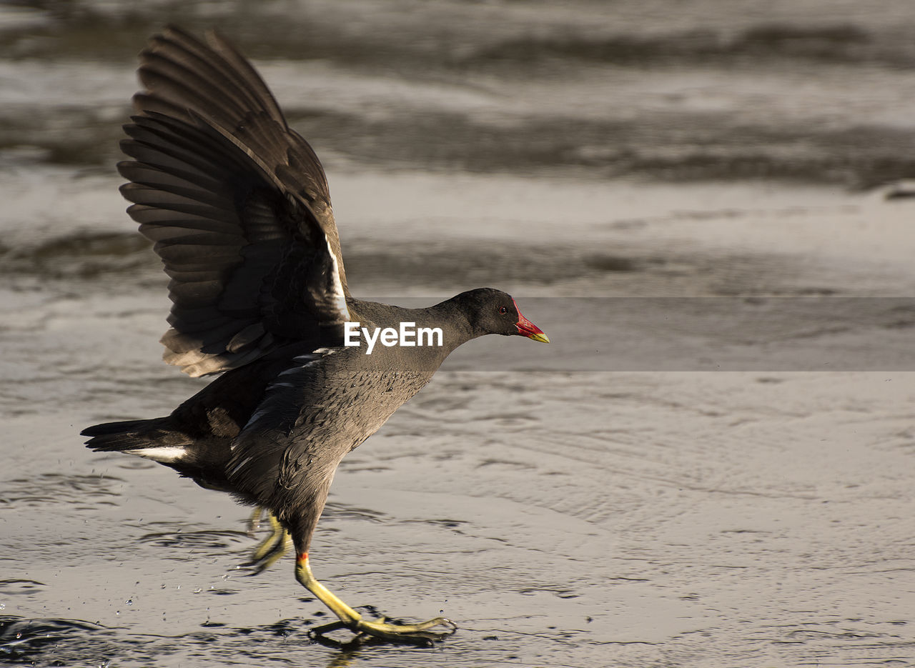 Close-up of bird in water