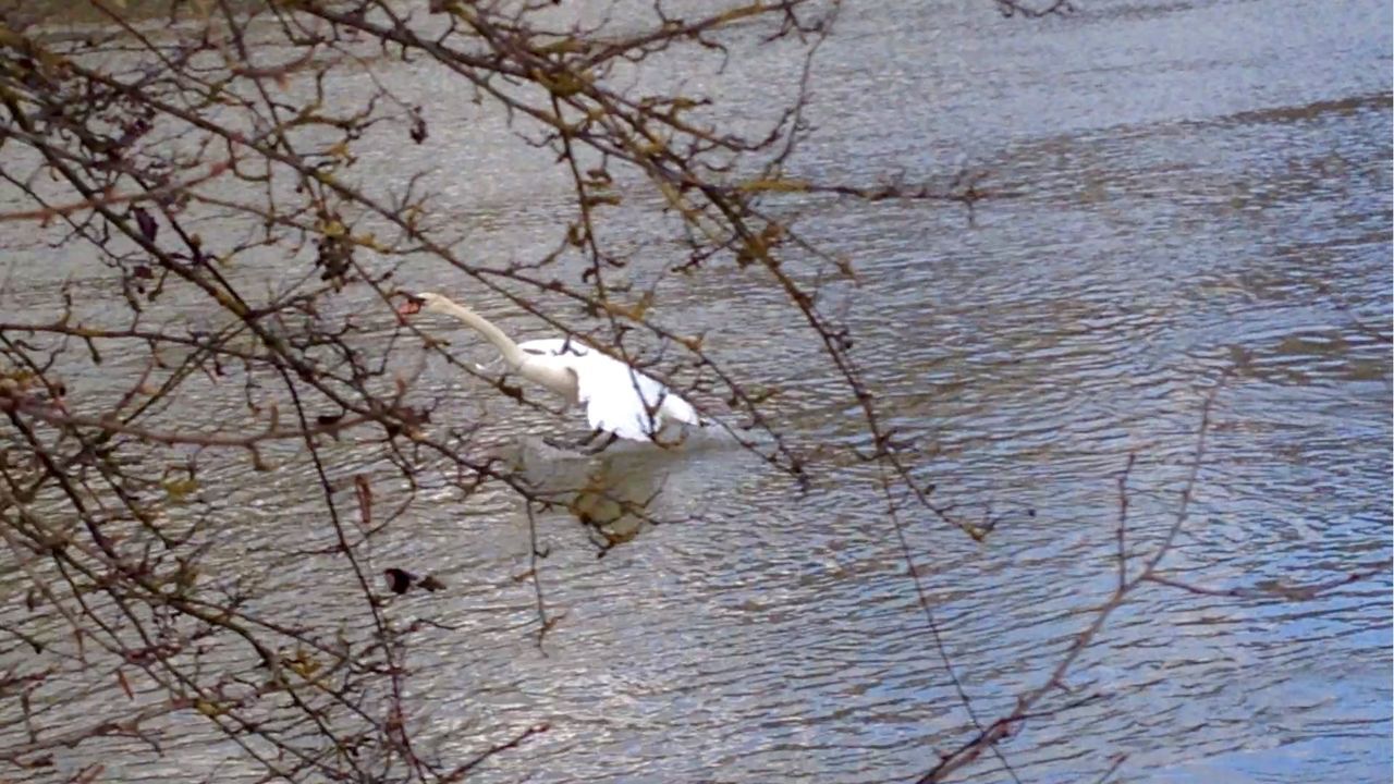 REFLECTION OF TREES IN WATER