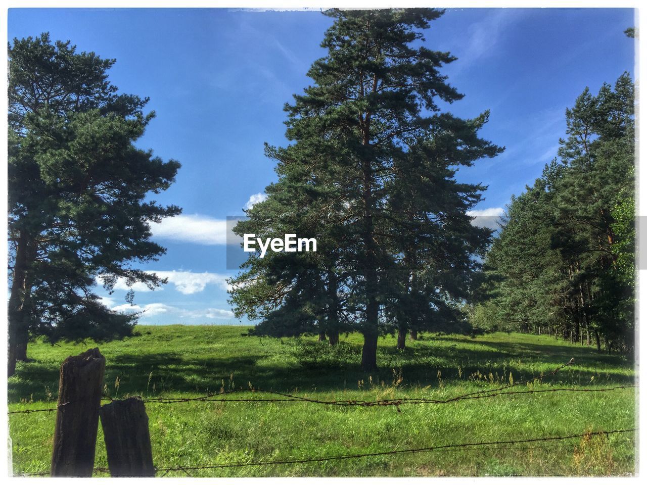 TREES IN FARM AGAINST SKY