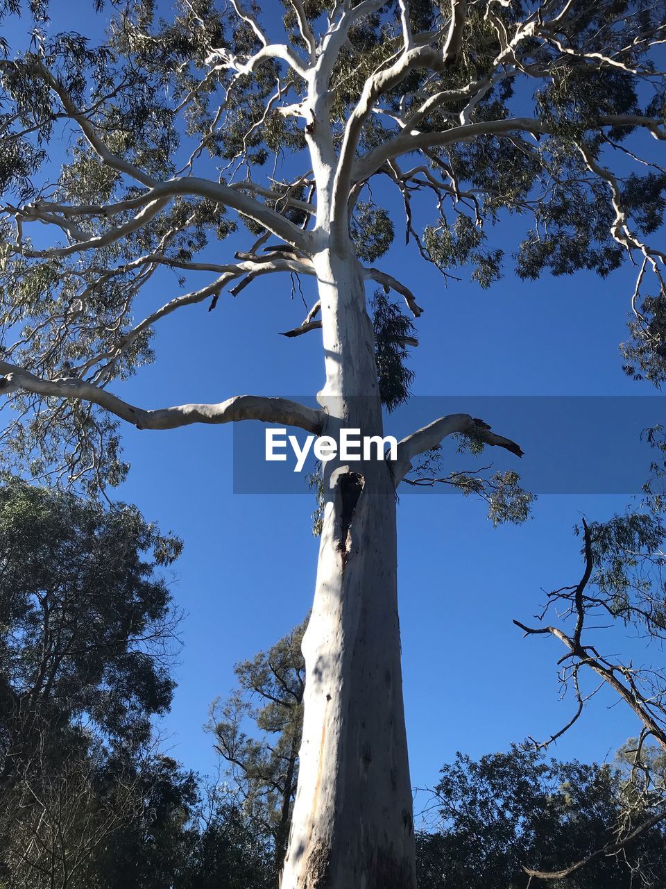 LOW ANGLE VIEW OF TREE AGAINST SKY