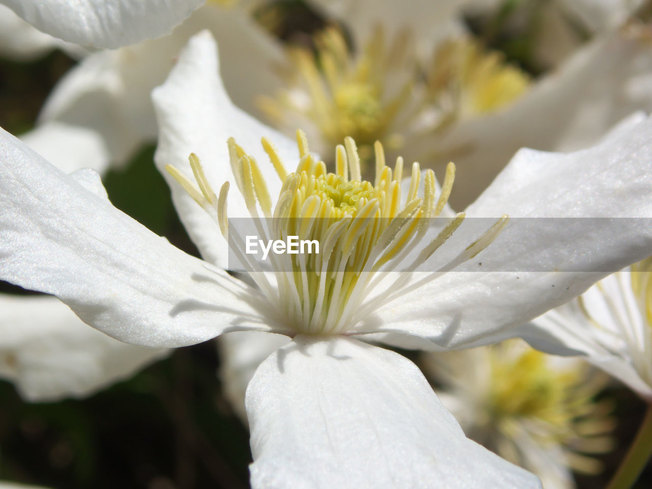 CLOSE-UP OF FRESH WHITE FLOWER WITH YELLOW PETALS