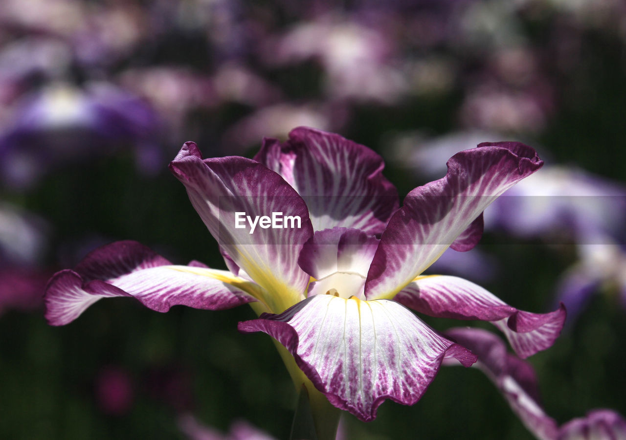 flower, flowering plant, plant, freshness, beauty in nature, purple, petal, close-up, fragility, nature, inflorescence, flower head, growth, focus on foreground, human eye, macro photography, blossom, pink, springtime, outdoors, magenta, iris, botany