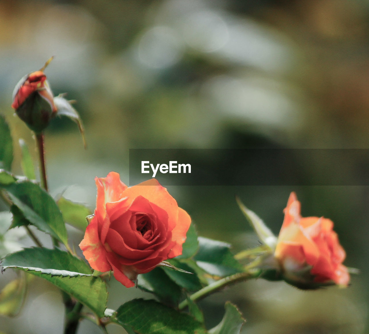 CLOSE-UP OF ROSE BUD