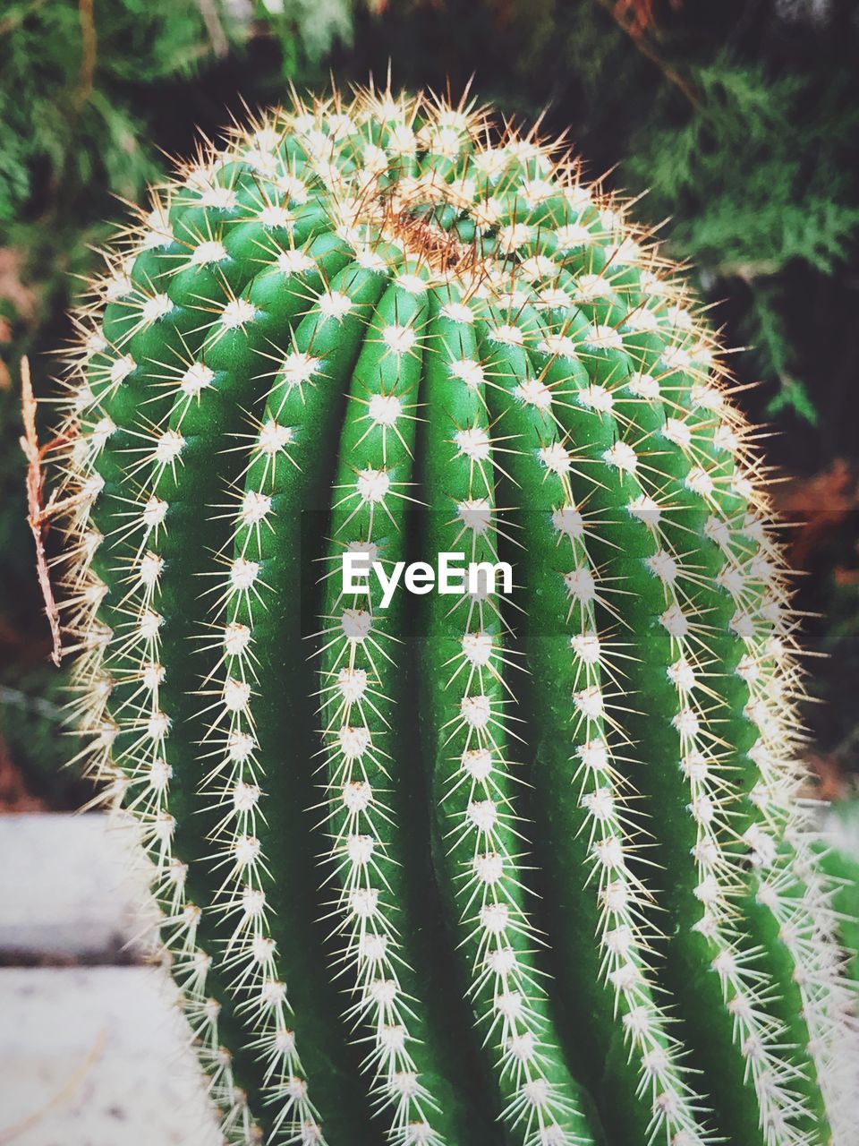 CLOSE-UP OF CACTUS GROWING ON FIELD DURING RAINY SEASON